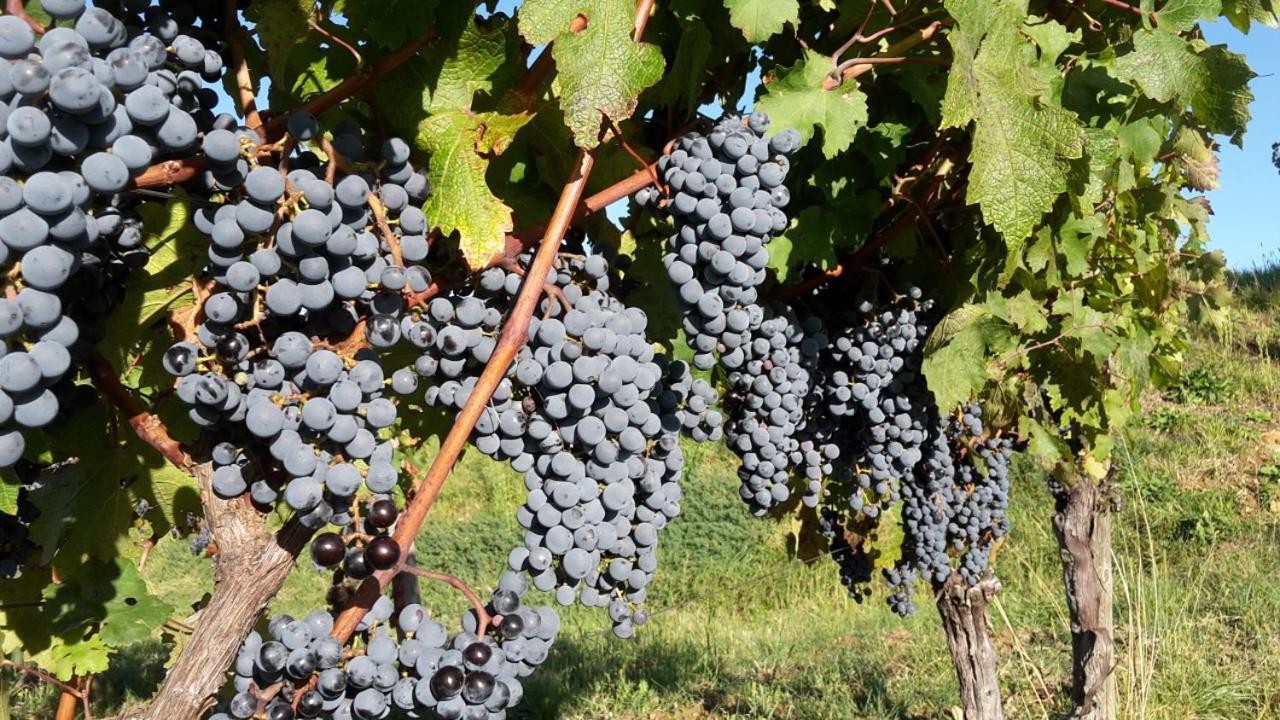 Agriturismo Casa Delle Rose Winery Ruttàrs Екстериор снимка